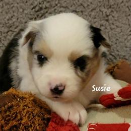 Susie - Blue merle female Miniature Australian Shepherd puppy in Waxhaw, North Carolina from Cane Creek Aussies
