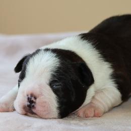 Pete - Black brindle and white male Boston Terrier puppy in Winnsboro, Texas from JP Ranch Bulldogs