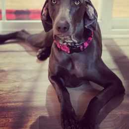 Weimaraner Puppies from Alpha Weims by The Mattas Kennel