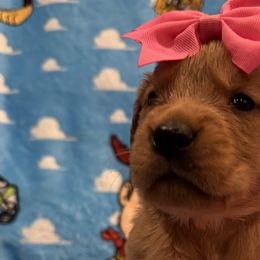Goldendoodles and Golden Retrievers from Lawson’s Green Acres Goldens and Doodles