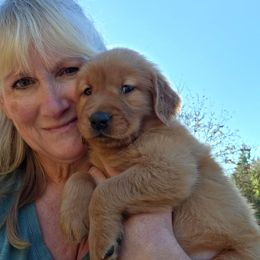 Pumpkin  (Harvest Party) - Dark golden male Golden Retriever puppy in Lebanon, Oregon from Soda Springs Kennel