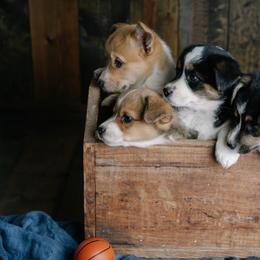 Pembroke Welsh Corgi puppies from Laird Farms