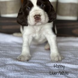 English Springer Spaniel Puppies from Murphy Farms