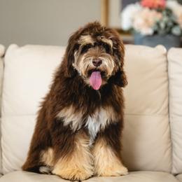 Reese - Australian Labradoodle