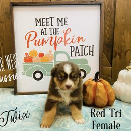 Australian Shepherd Puppies from Far West Aussies