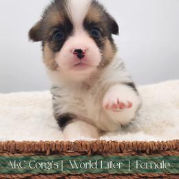 Paris - Black and tan female Pembroke Welsh Corgi puppy in Pine Village, Indiana from NL Horsemanship