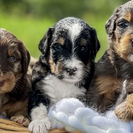 Aussiedoodles, Australian Mountain Doodles, and Bernedoodles from WestPenn Doodles LLC