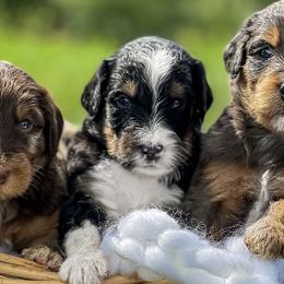 Aussiedoodles, Australian Mountain Doodles, and Bernedoodles from WestPenn Doodles LLC