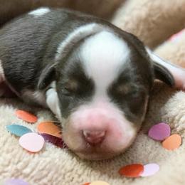 Hattie - Parti female Miniature Schnauzer puppy in Kentucky from Mrs Bs Teeny Schnauzers & Doodles