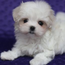 Maltese, Morkies, and Yorkshire Terriers from Little Luv's Yorkies and Maltese
