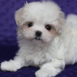 Maltese, Morkies, and Yorkshire Terriers from Little Luv's Yorkies and Maltese