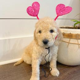 Cupid - Cream male Goldendoodle puppy in Social Circle, Georgia from Poppiedoodle Farms