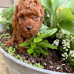 Scarlett Rose - Red  female Poodle puppy in Utica, Ohio from Poodle Me Crazy