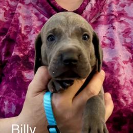 Billy - Blue male Weimaraner puppy in Aitkin, Minnesota from Whispering’s GunDogs