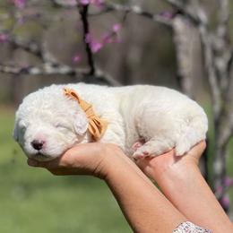 Luca - White male Maremma Sheepdog puppy in Conway, Missouri from 2J 2K Border Collies | Maremma Sheepdogs