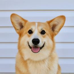 Kizzie - Pembroke Welsh Corgi