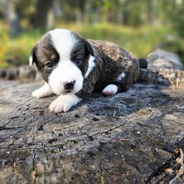 Tinkerbell - Brindle and white female Cardigan Welsh Corgi puppy in Rigby, Idaho from Star N Cardigan Corgis