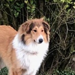 Miracle - Scottish Collie