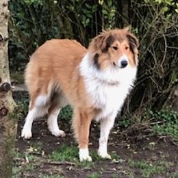 Miracle - Scottish Collie