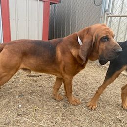 Taz - Bloodhound