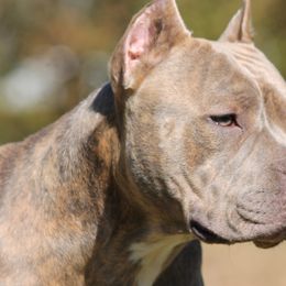 American Bullies from Sunset Acre Bullies