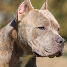 American Bullies from Sunset Acre Bullies
