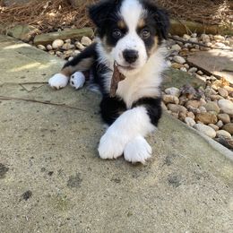 Australian Shepherd Puppies from Thousand Hills Australian Shepherds