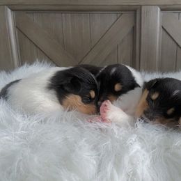 Collies from SUNCREST COLLIES