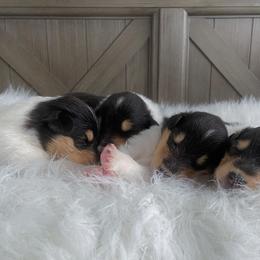 Collies from SUNCREST COLLIES