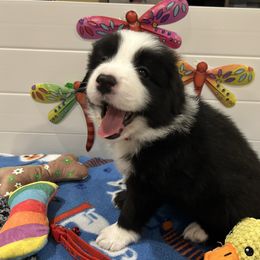 Red collar - Black and white male Border Collie puppy in Litchfield Park, Arizona from Dragonfly BC Puppies (Champion Lineage)
