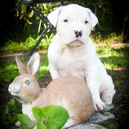 Abominable Snowman - White male Dogo Argentino puppy in San Diego, California from Debonair Dogos