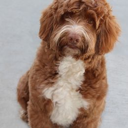 ACE - Australian Labradoodle