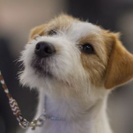Reckon - Russell Terrier