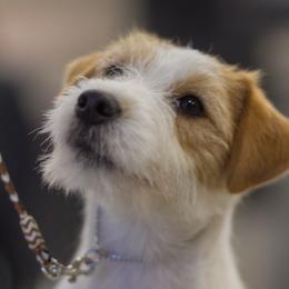 Reckon - Russell Terrier