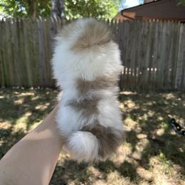 Pomeranian Puppies from Okie Poms