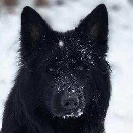 Pearl - German Shepherd