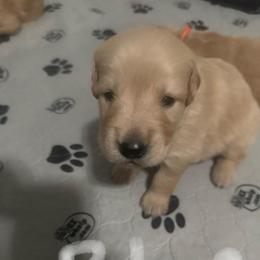 Blue Collar - Golden male Golden Retriever puppy in Tulsa, Oklahoma from Triple J Goldens, LLC