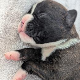 Charlie - Brindle male Boxer puppy in Springfield, Missouri from ReMa Boxers