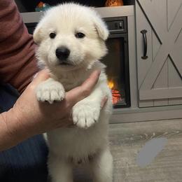 Grey collar male - White Berger Blanc Suisse puppy in Valparaiso, Indiana from Foreman’s White Swiss Shepherds