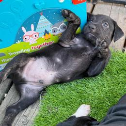 Queso - Black and white male Xoloitzcuintli puppy in Manitowoc, Wisconsin from Wonderland Kennel