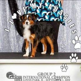 Bentley - Miniature Australian Shepherd