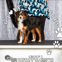 Bentley - Miniature Australian Shepherd