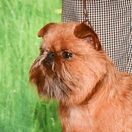 Skittles - Brussels Griffon