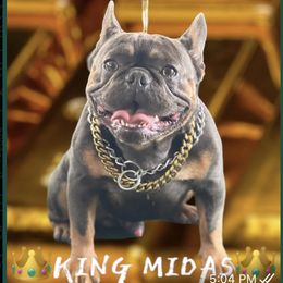 French Bulldogs from AVDO