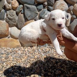 Casper - White and blue merle male Border Collie puppy in Paradise, California from Richview Shihtzu
