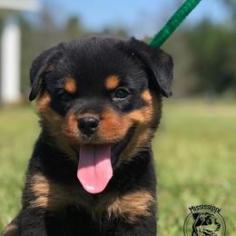 Rottweiler Puppies from Mississippi Rottweilers