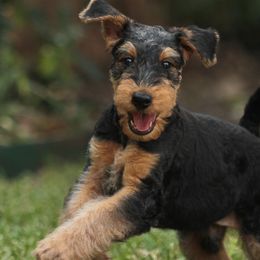 Airedale Terriers from Spindletop Airedale Terriers
