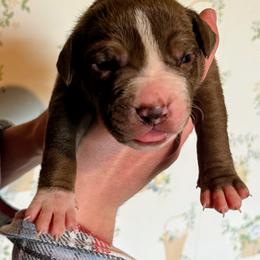 Girl 6 - female Alapaha Blue Blood Bulldog puppy in Grafton, Ohio from Eclipse Alapaha Kennels