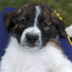 Saint Berdoodles from M&M Saint Berdoodles