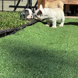 French Bulldog Puppies from Bailey Hedges